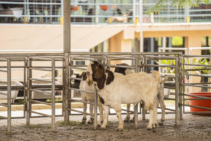goats